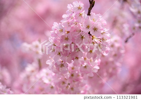 Cherry blossoms, a symbol of spring 113321981