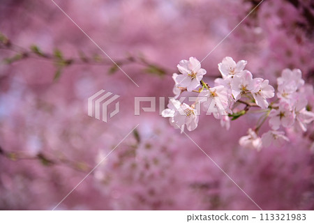 櫻花代表春天 113321983