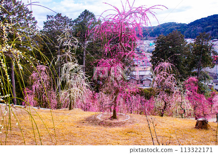 【京都風景】三室戶寺垂梅園就像空中花園 【京都風景】三室戶寺垂梅園就像空中花園 113322171