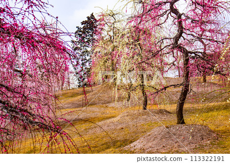 [Kyoto Scenery] Mimuroto Temple's Weeping Plum Garden is Like a Flower Garden in the Sky 113322191