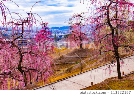 【京都風景】三室戶寺垂梅園就像空中花園 113322197