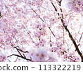 Found amongst the cherry blossoms in full bloom 113322219