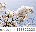 Sakura that shines in the blue sky 113322223