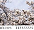 Cherry blossoms and blue sky 113322225