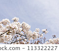 Sakura that shines in the blue sky 113322227