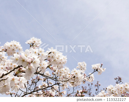 Sakura that shines in the blue sky Sakura that shines in the blue sky 113322227