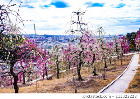 [Kyoto Scenery] Mimuroto Temple's Weeping Plum Garden is Like a Flower Garden in the Sky 113322228