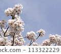Sakura that shines in the blue sky 113322229