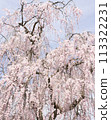 Bloomed cherry blossoms in full bloom shining in the blue sky 113322231