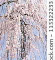 Weeping cherry blossoms that shine against the blue sky 113322233