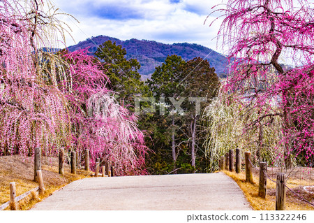 [Kyoto Scenery] Mimuroto Temple's Weeping Plum Garden is Like a Flower Garden in the Sky 113322246