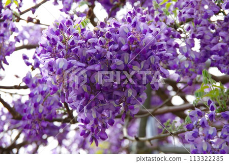 紫藤花 紫藤花 113322285