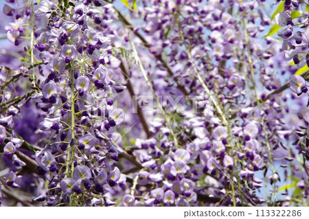 Wisteria flowers Wisteria flowers 113322286