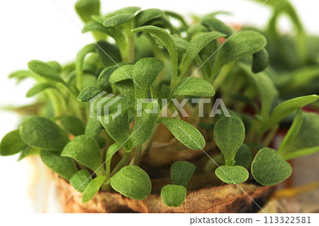 Young shoots of green seedlings 113322581