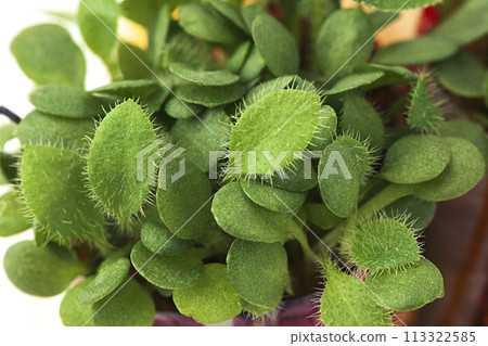 Young shoots of green seedlings 113322585