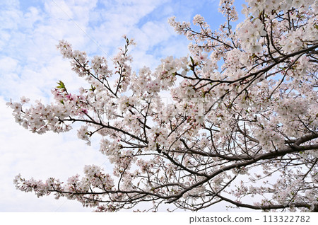 Cherry blossoms in a nearby park Cherry blossoms in a nearby park 113322782