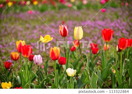 鬱金香花香預示春天 113322864