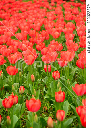 鬱金香花香預示春天 113322879