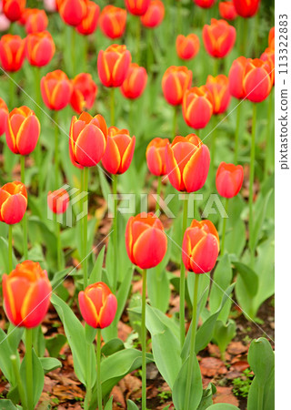 Tulip flowers heralding spring Tulip flowers heralding spring 113322883