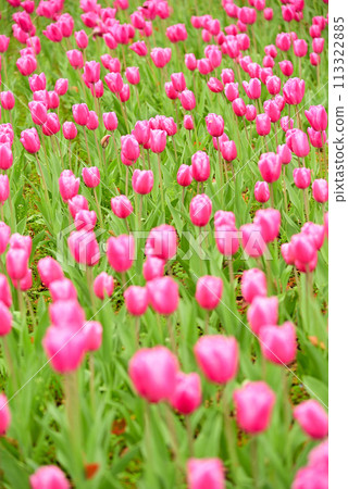 鬱金香花香預示春天 113322885