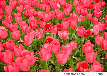 Tulip flowers heralding spring 113322886