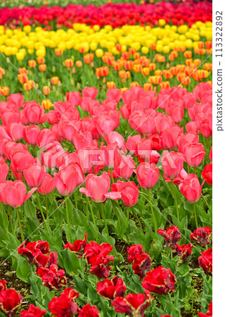 鬱金香花香預示春天 鬱金香花香預示春天 113322892
