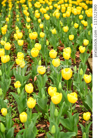 鬱金香花香預示春天 鬱金香花香預示春天 113322900