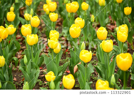 鬱金香花香預示春天 鬱金香花香預示春天 113322901