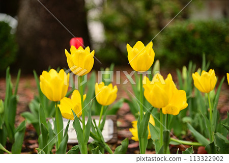 鬱金香花香預示春天 鬱金香花香預示春天 113322902