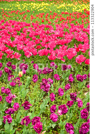 鬱金香花香預示春天 鬱金香花香預示春天 113322904