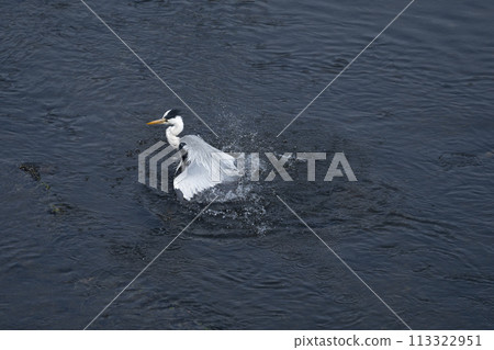 灰鷺清洗身體 002 灰鷺清洗身體 002 113322951