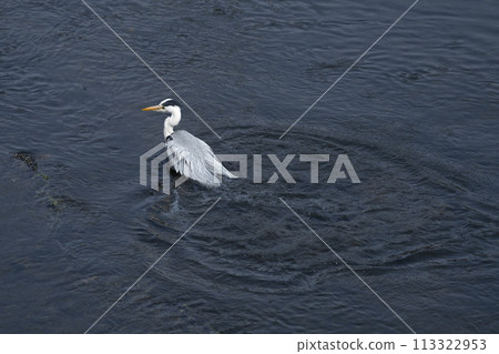 灰鷺清洗身體 004 灰鷺清洗身體 004 113322953