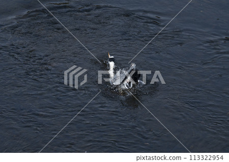 Heron washing its body 005 Heron washing its body 005 113322954