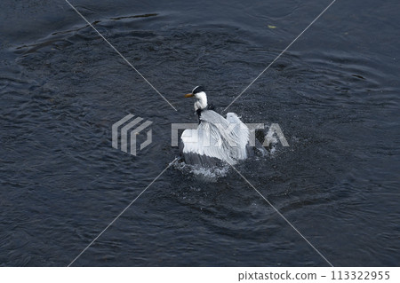 Heron washing its body 006 Heron washing its body 006 113322955