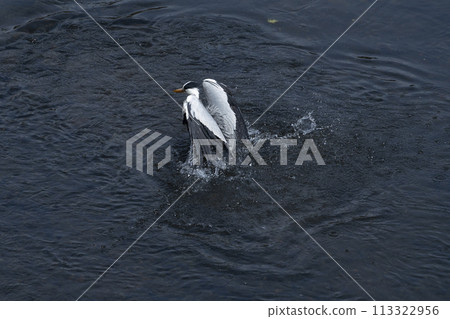 灰鷺清洗身體 007 113322956