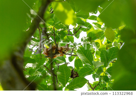 A squirrel in the branches of a tree eats a nut 113322968