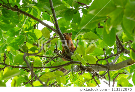 A squirrel in the branches of a tree eats a nut A squirrel in the branches of a tree eats a nut 113322970