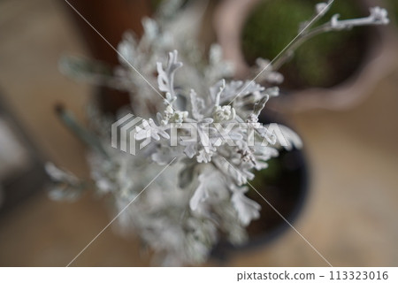 White flowers blooming in a pot White flowers blooming in a pot 113323016