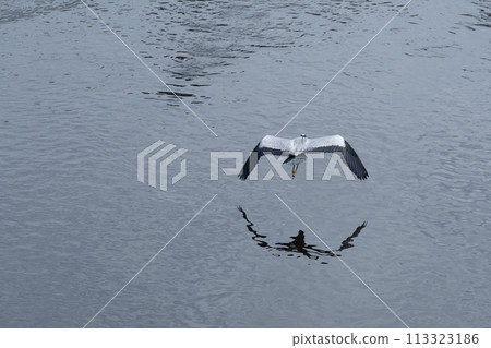 飛翔的灰鷺004 飛翔的灰鷺004 113323186