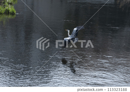 飛翔的灰鷺 006 113323188