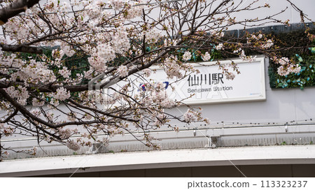 Sakura in front of Sengawa station 113323237