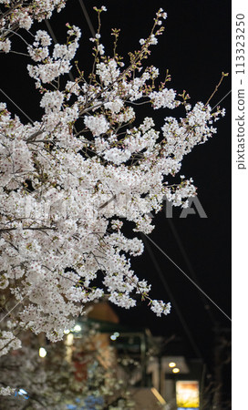 Sakura in front of Sengawa station 113323250