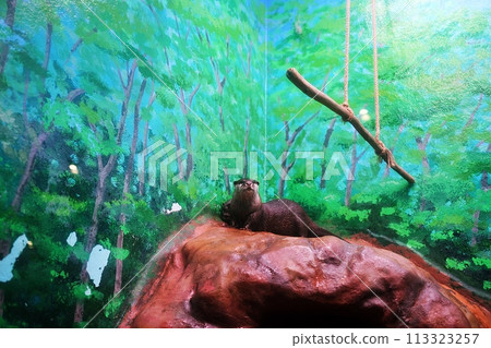 新札幌Sunpiazza水族館小爪水獺缸風景 新札幌Sunpiazza水族館小爪水獺缸風景 113323257