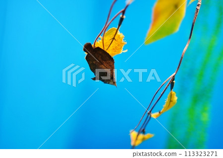 珊瑚魚 珊瑚魚 113323271