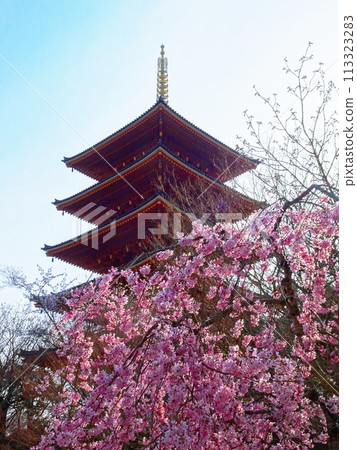 Vermilion tower and cherry blossoms Vermilion tower and cherry blossoms 113323283