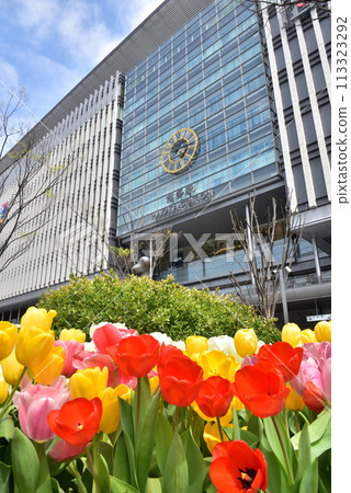 Spring in JR Hakata Station, Hakata Station Square, Tulips blooming in front of Hakata Station Spring in JR Hakata Station, Hakata Station Square, Tulips blooming in front of Hakata Station 113323292