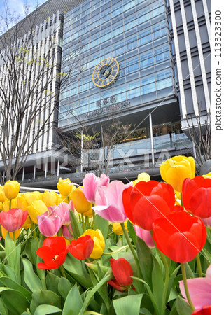 Spring in JR Hakata Station, Hakata Station Square, Tulips blooming in front of Hakata Station Spring in JR Hakata Station, Hakata Station Square, Tulips blooming in front of Hakata Station 113323300
