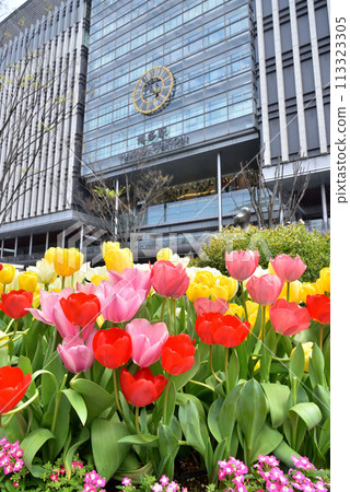 Spring in JR Hakata Station, Hakata Station Square, Tulips blooming in front of Hakata Station Spring in JR Hakata Station, Hakata Station Square, Tulips blooming in front of Hakata Station 113323305