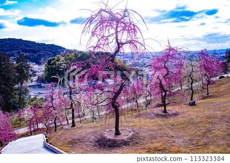 【京都風景】三室戶寺垂梅園就像空中花園 【京都風景】三室戶寺垂梅園就像空中花園 113323384