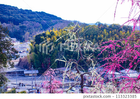 【京都風景】三室戶寺垂梅園就像空中花園 【京都風景】三室戶寺垂梅園就像空中花園 113323385
